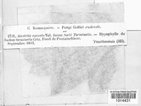 Gymnosporangium cornutum image